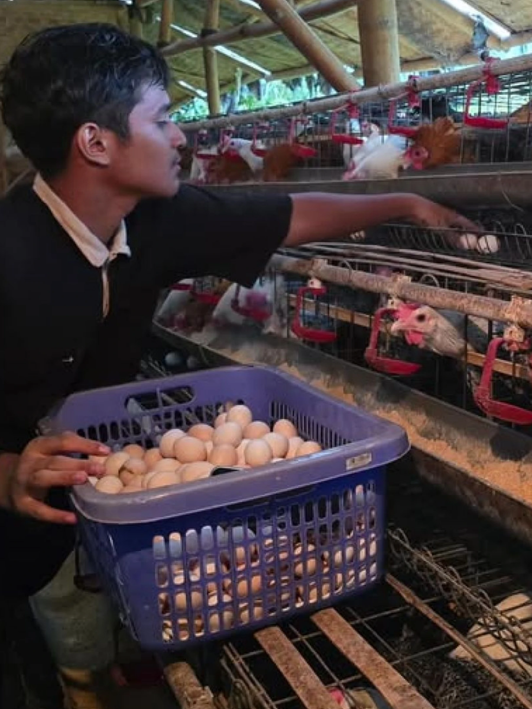 Telur Ayam Organik Tiganik
